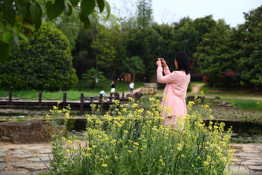 春天公園手機(jī)拍照