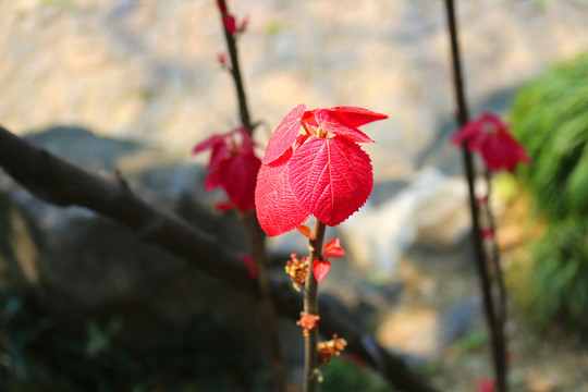 桐花桿
