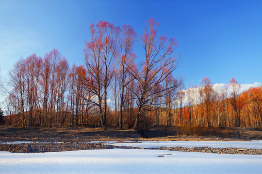 雪原紅柳