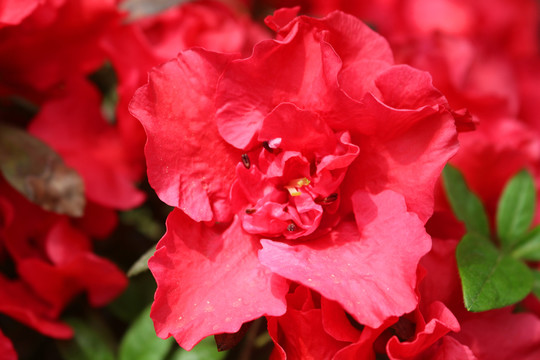 杜鵑花
