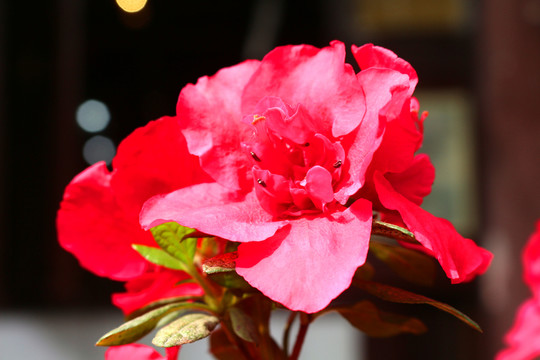 杜鵑花