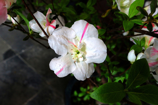白杜鵑花