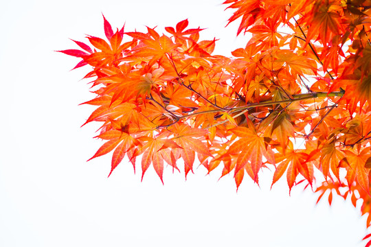 紅葉