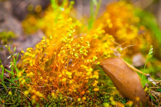 青苔特寫