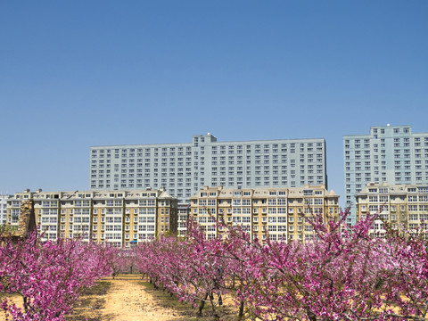 鮮花