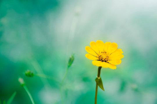 小花