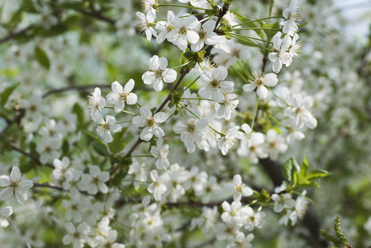 小白花