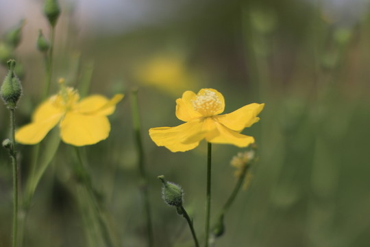 小花