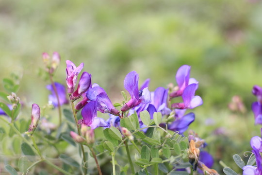 小紫花