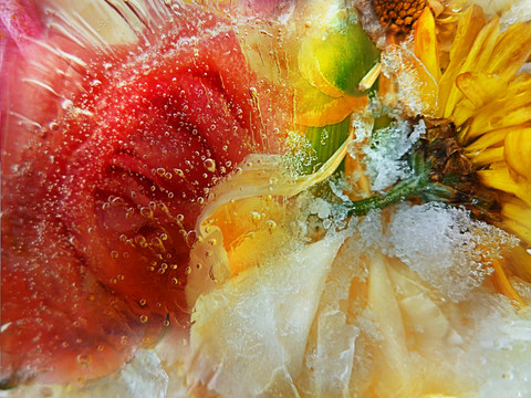 菊花抽象畫