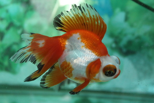 紅白龍睛蝶尾 金魚