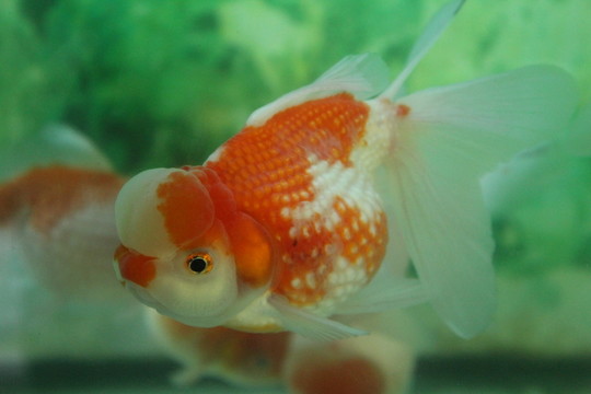 紅白皇冠珍珠 金魚