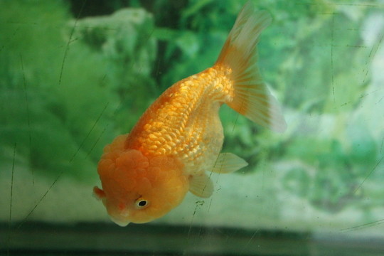 紅白虎頭 金魚