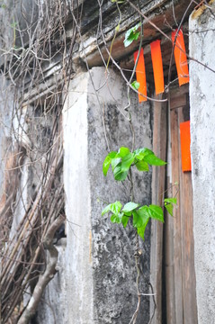 廣東民居 老屋 歲月 苔鮮