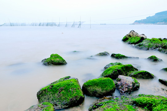 海邊礁石 綠色 綠藻