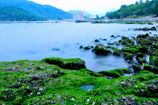 海邊礁石 綠色 綠藻