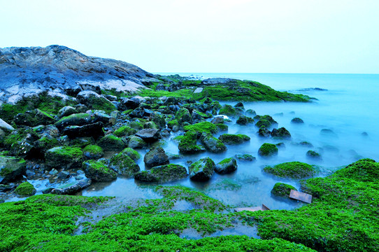 海邊礁石 綠色 綠藻