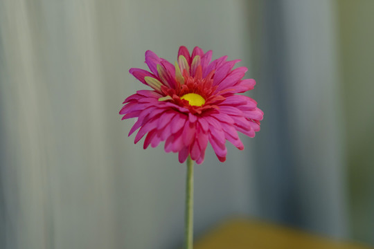 絹花