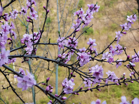 桃花