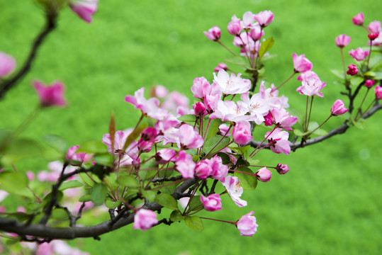 垂絲海棠花枝