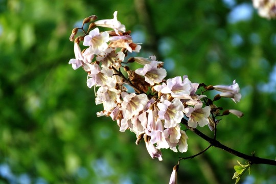 桐樹花