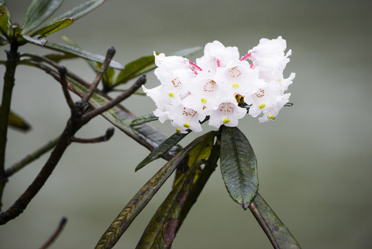 白色杜鵑花特寫