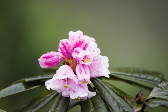 粉紅色杜鵑花