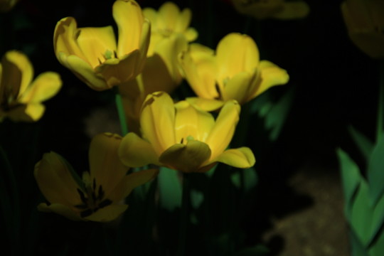 郁金香