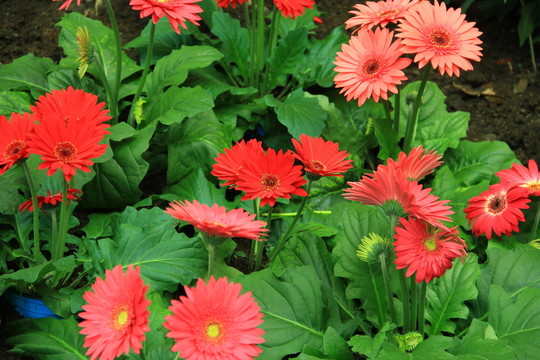 非洲菊