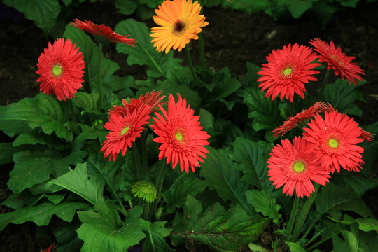 非洲菊