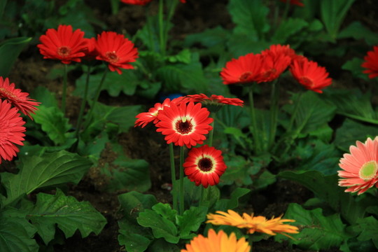 非洲菊