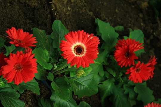 扶郎花