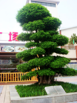 白臘 盆景造型
