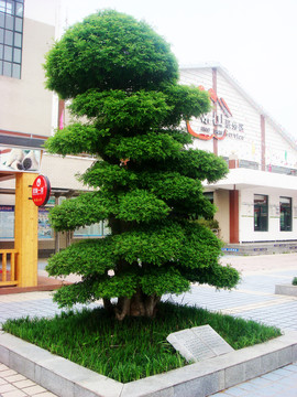 白臘 盆景造型
