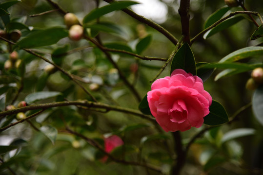 山茶花