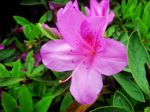小花
