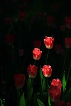 郁金香莊園