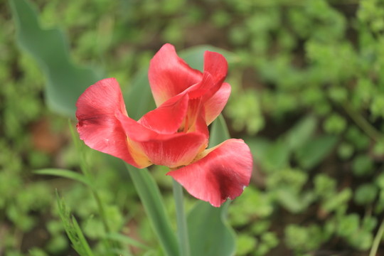 郁金香