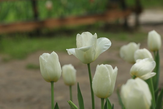 郁金香