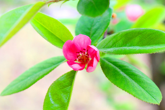 貼梗海棠