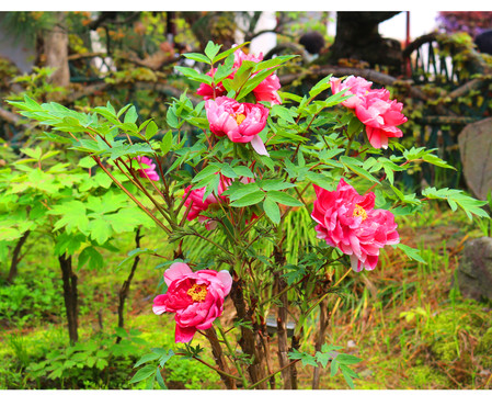 開(kāi)花牡丹植株
