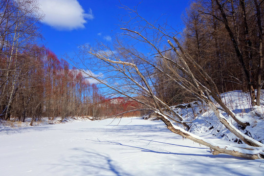冰河樹林
