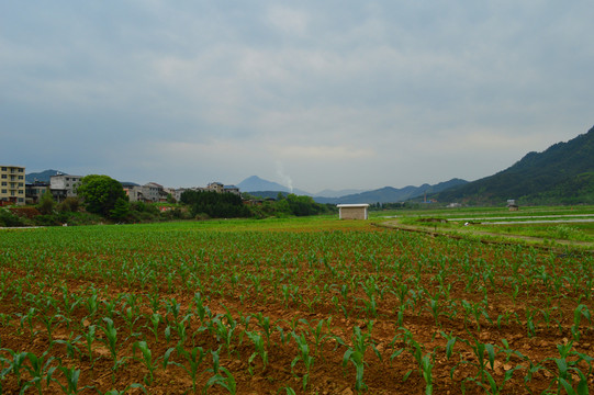 田園風(fēng)光