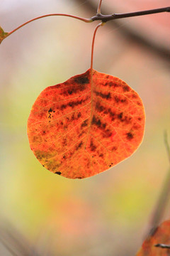 秋天紅葉