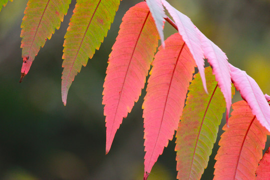 紅楓葉