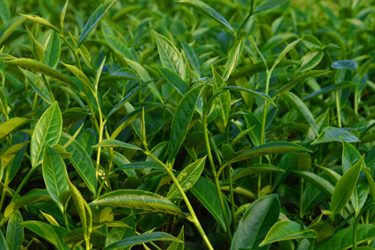 茶葉