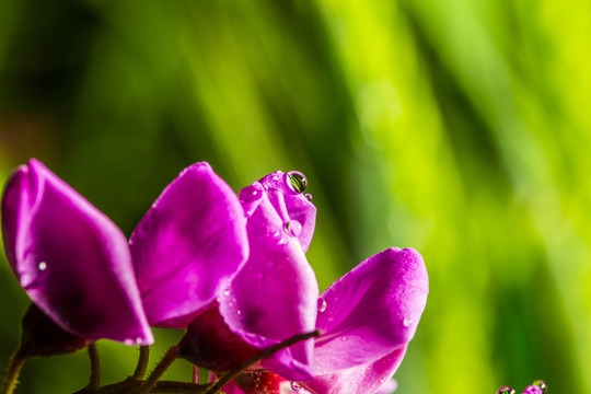 花之淚