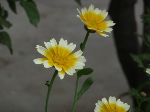 茼蒿花