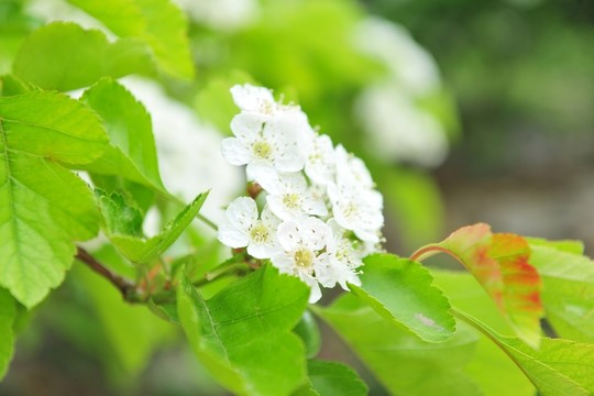 白色花  山楂花