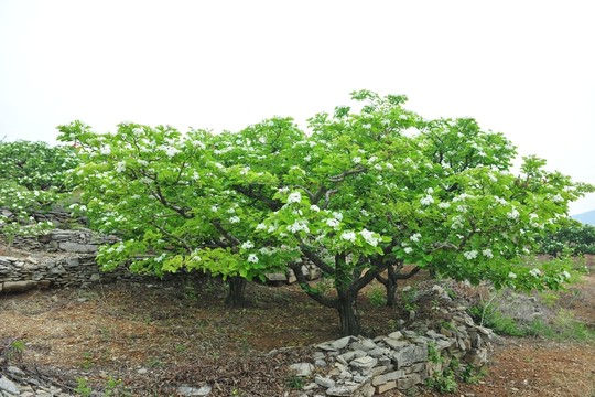 果樹  山楂樹  白色花